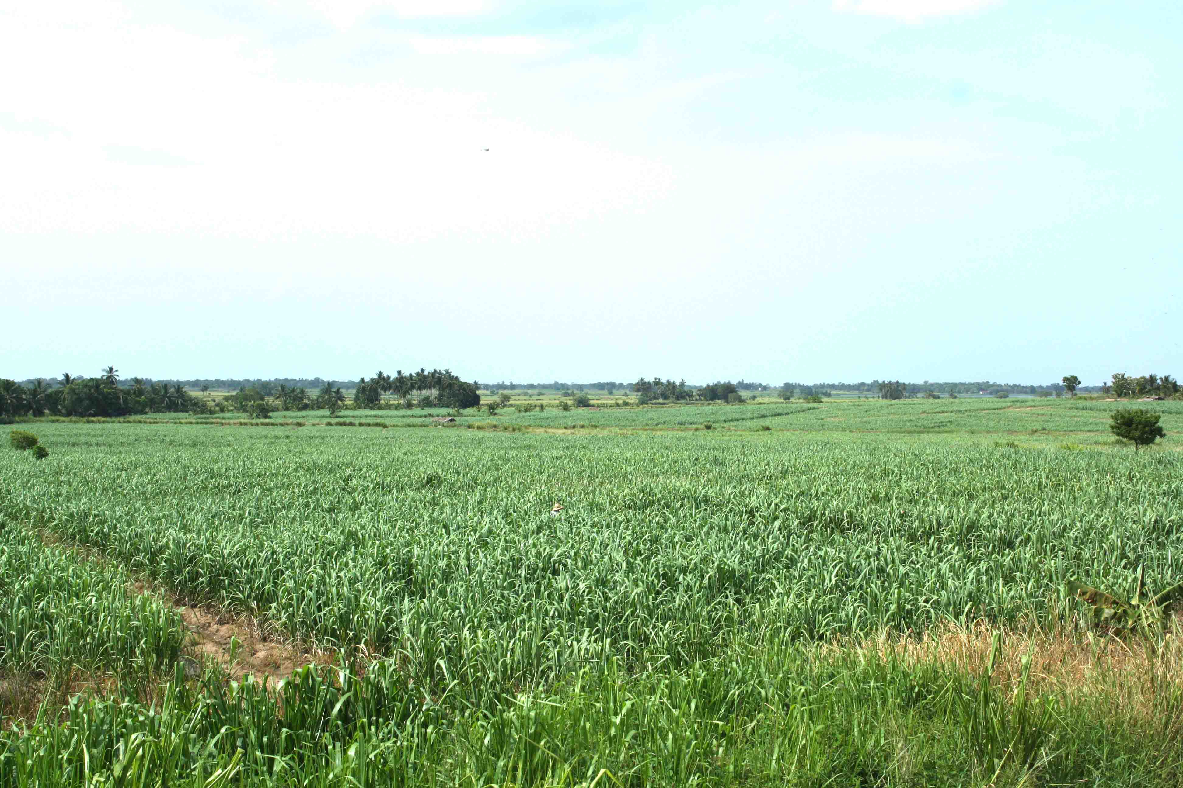 Cultivation